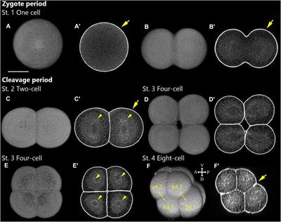 Developmental Table and Three-Dimensional Embryological Image Resource of the Ascidian Ascidiella aspersa